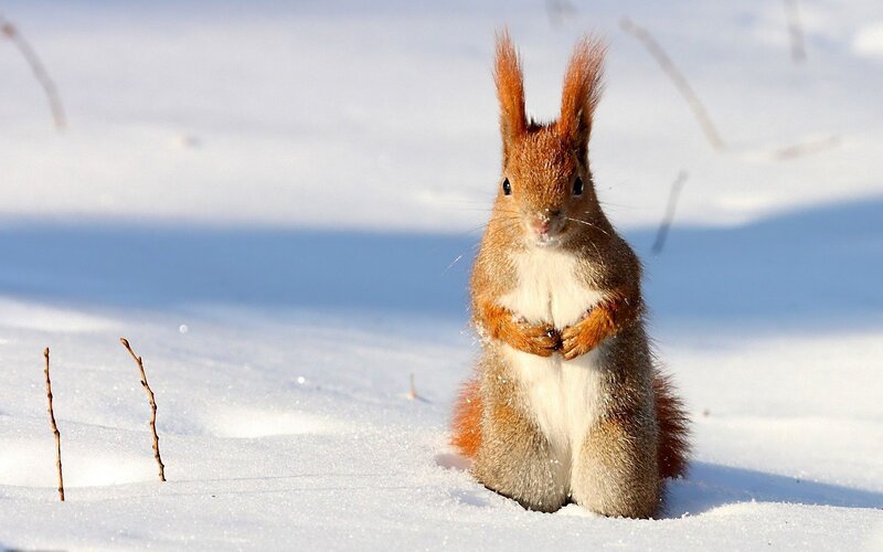 Squirrel in the snow
