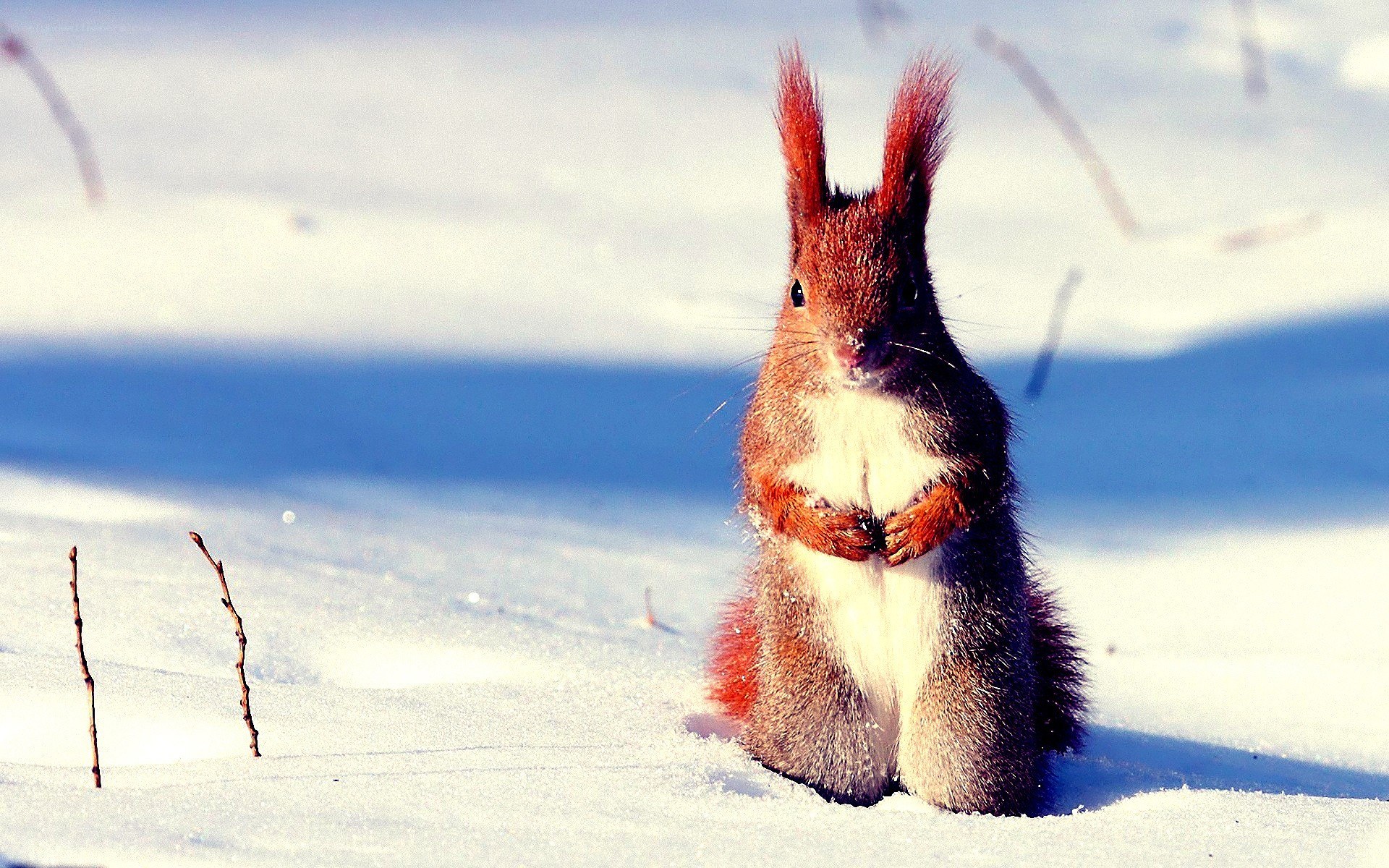 squirrel in the snow