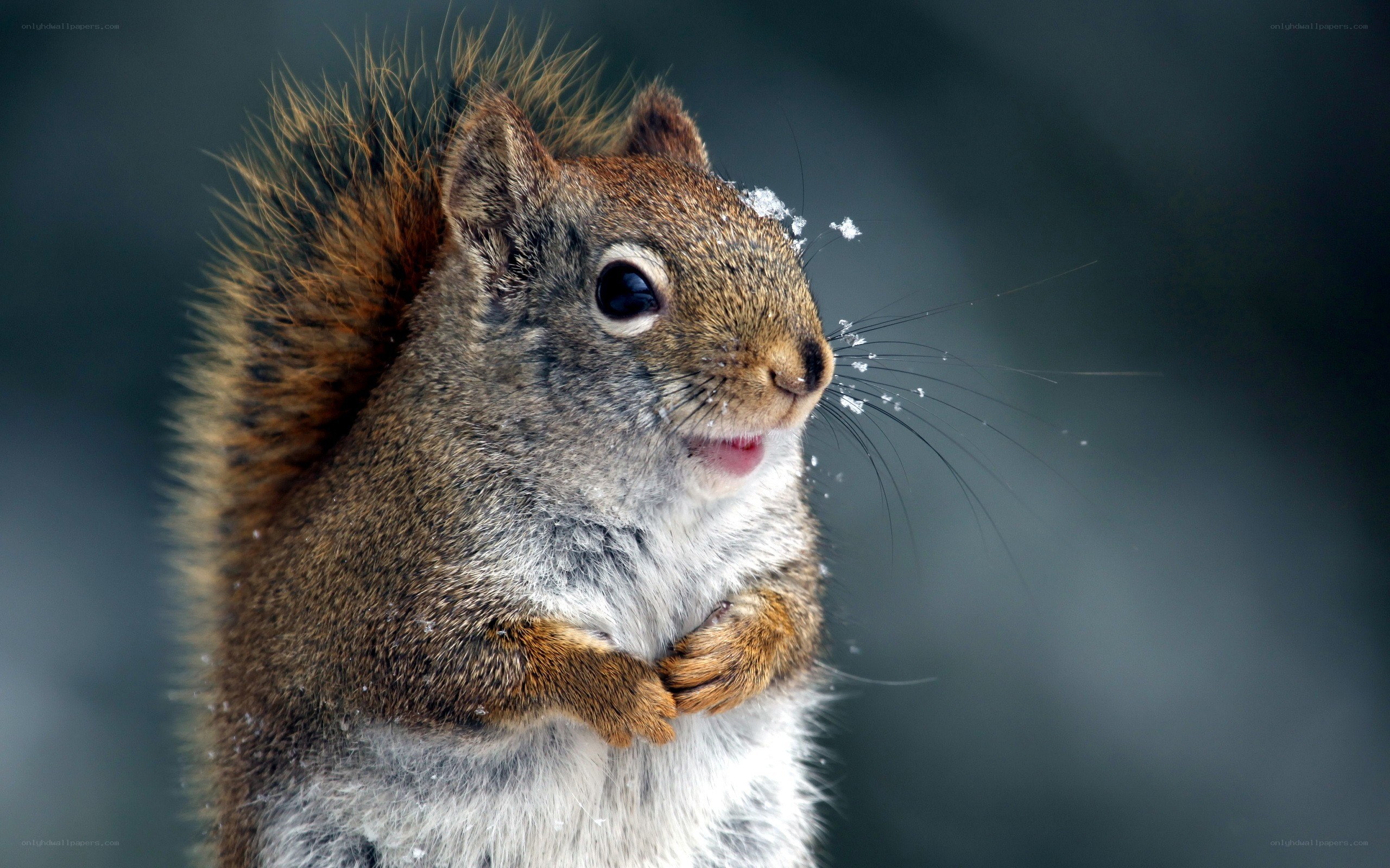 squirrel in the snow