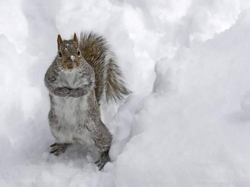 squirrel in the snow