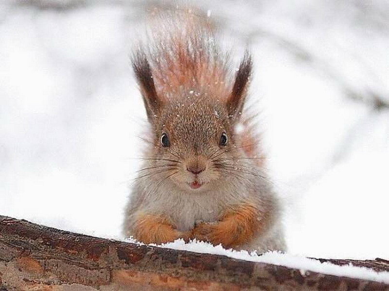 squirrel in the snow