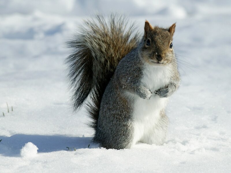 squirrel in the snow