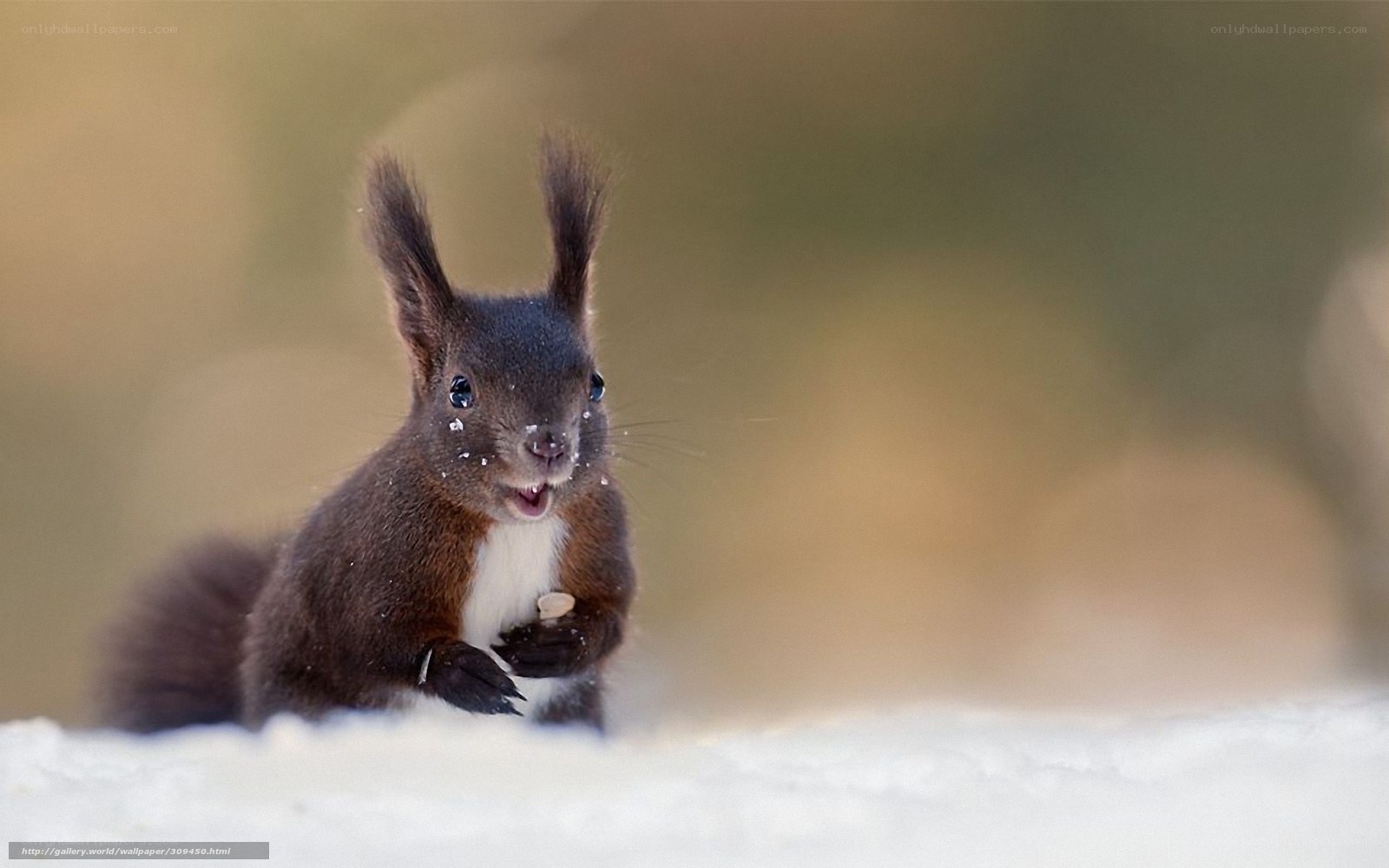 squirrel in the snow
