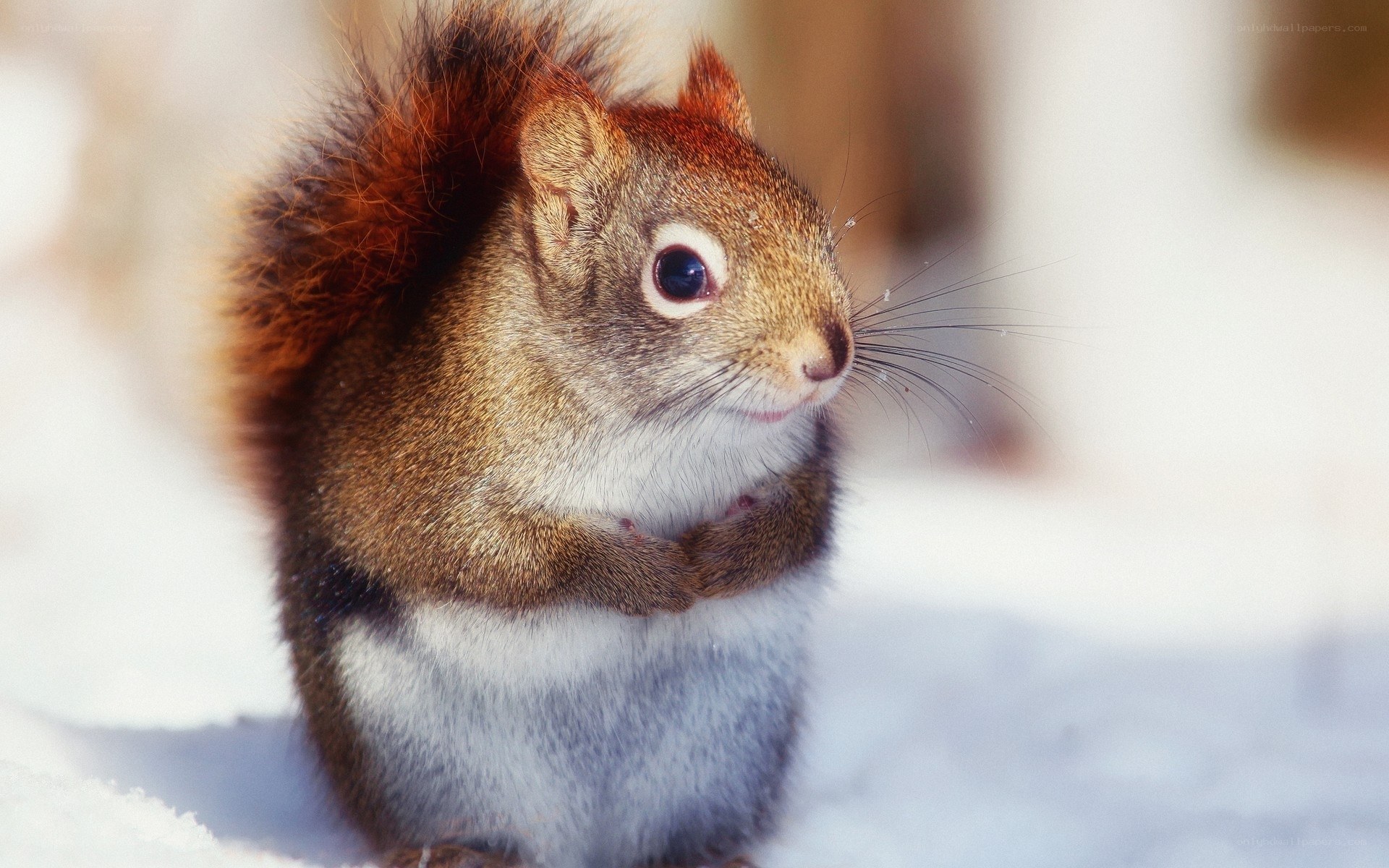Squirrel in the snow