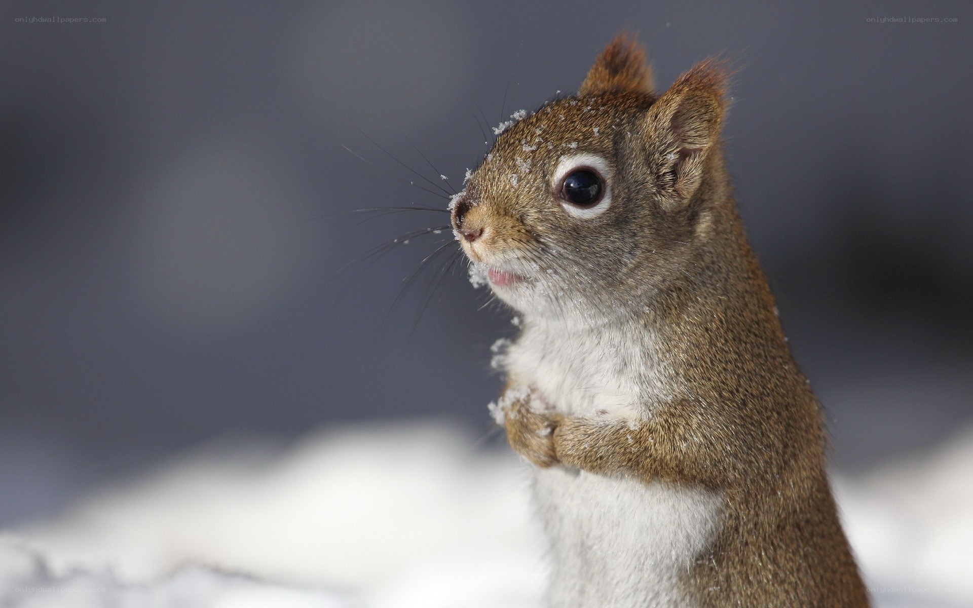 Squirrel in the snow