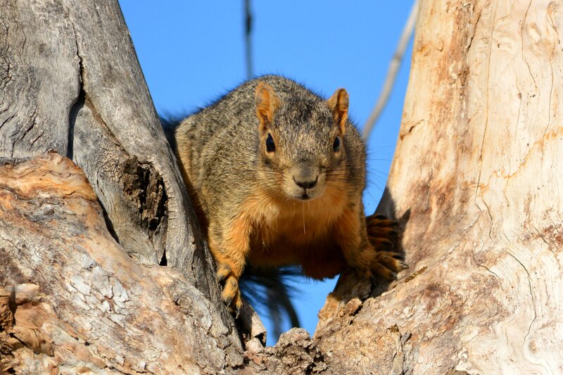 Squirrel in Tree — Brown, Alert