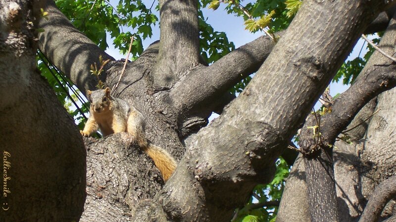 Squirrel in Tree — Brown, Calm