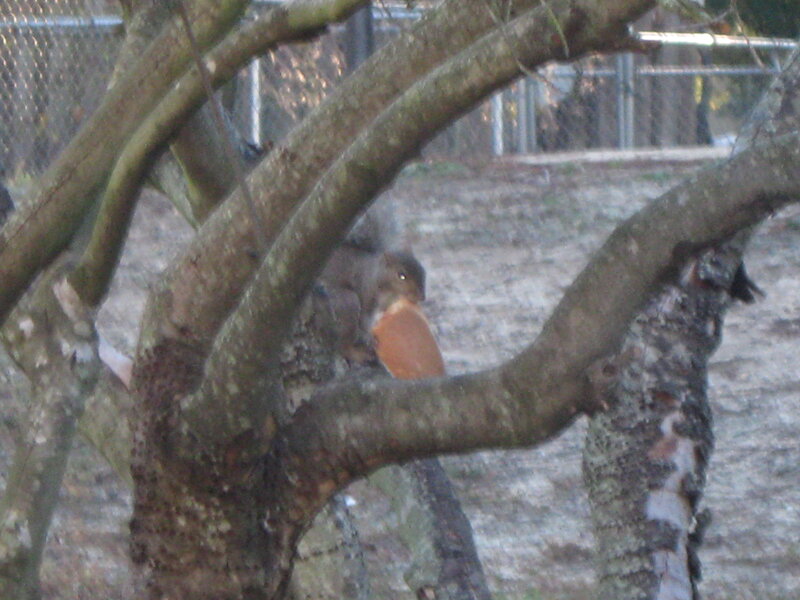 Squirrel in Tree — Brown, Natural