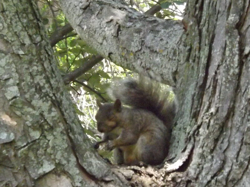 Squirrel in Tree — Gray
