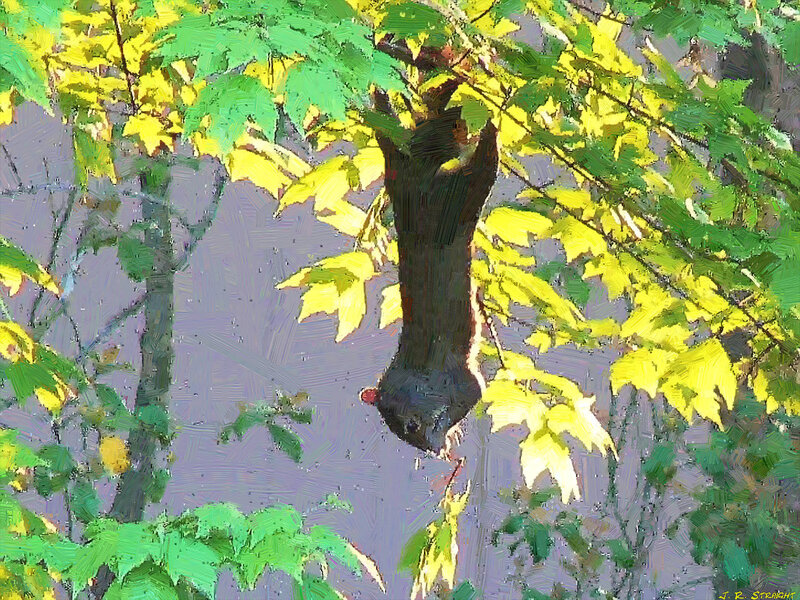 Squirrel in Tree — Green, Calm, Autumn