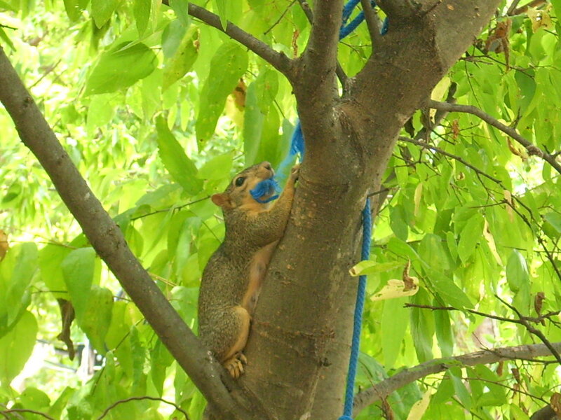 Squirrel in Tree — Green, Calm