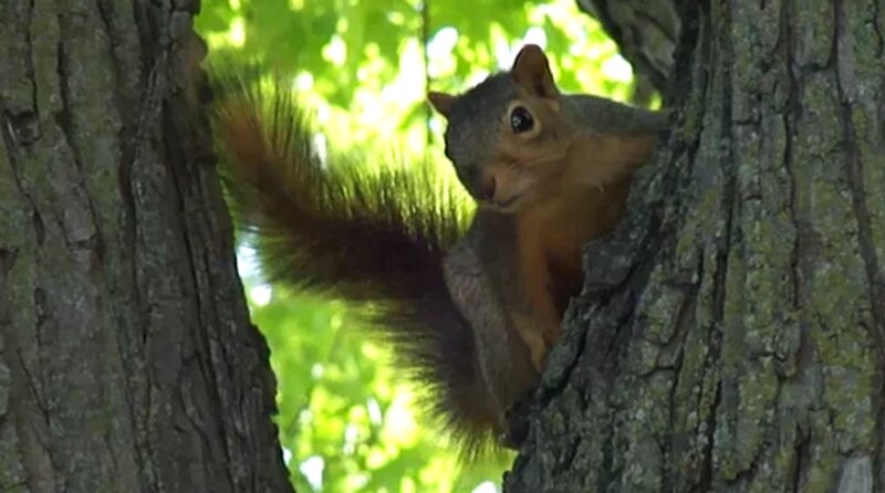 Squirrel in Tree — Green, Natural