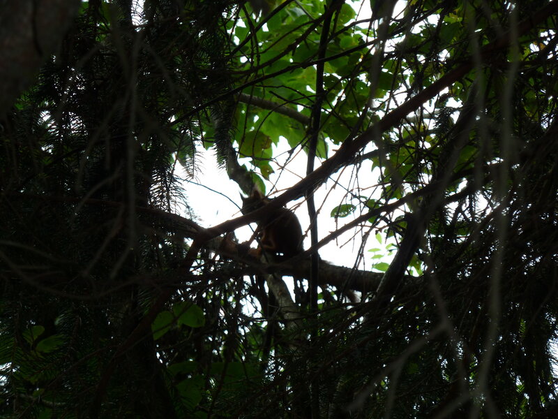 Squirrel in Tree — Green