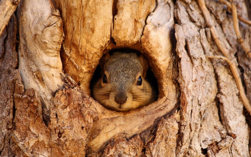 Squirrel in Tree Hole — Brown, Curious, Afternoon