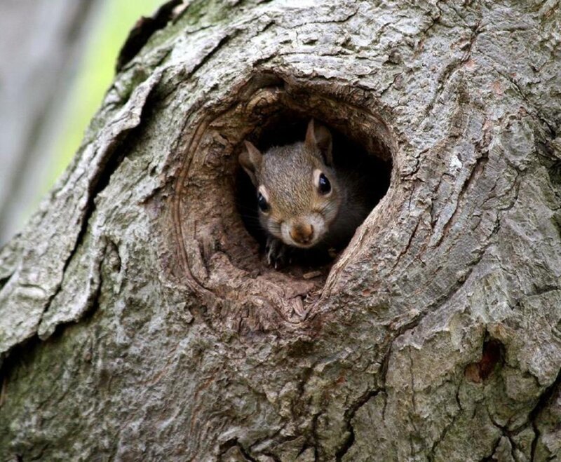 Squirrel in Tree Hole — Brown, Curious