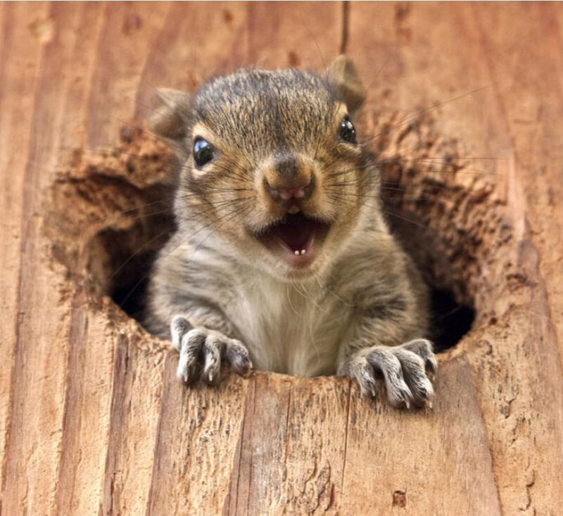 Squirrel in Tree Hole — Brown