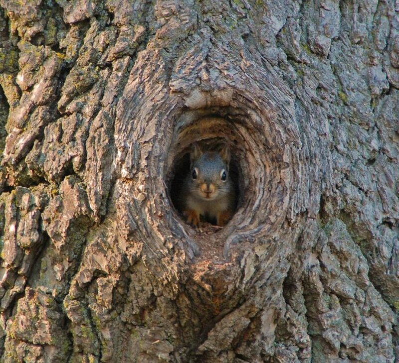 Squirrel in Tree Hole