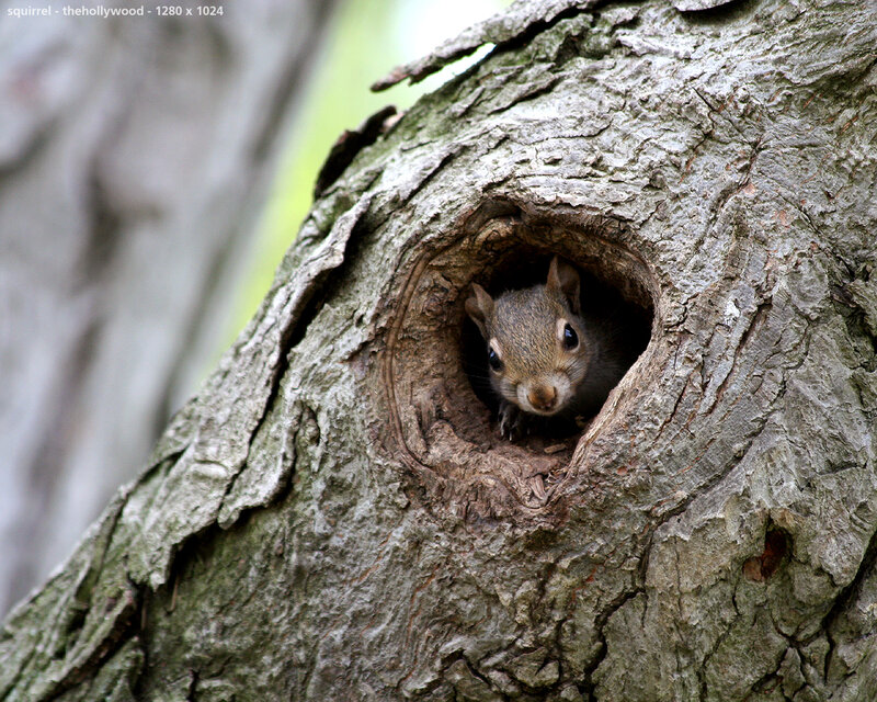 squirrel in tree hollow