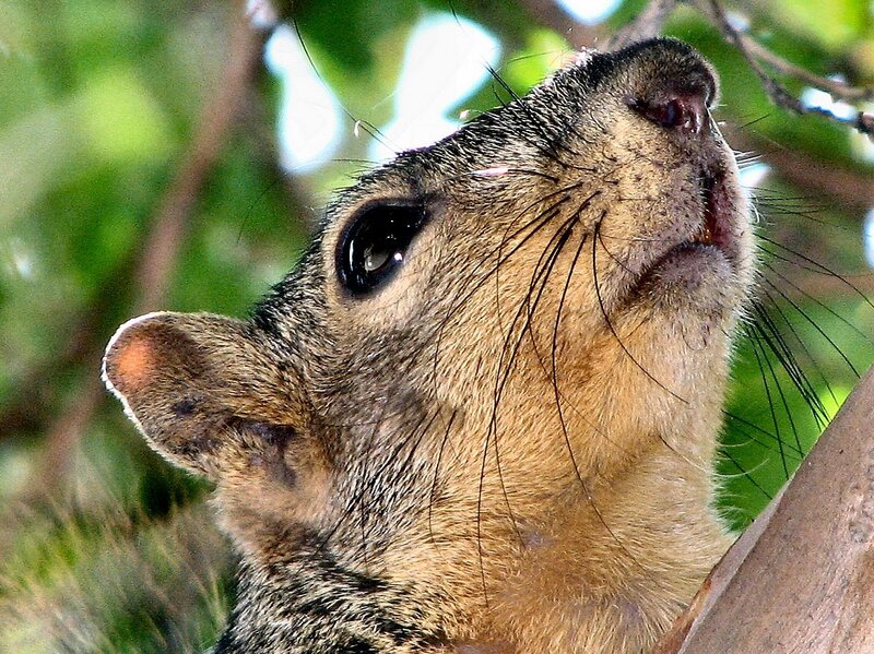 Squirrel in Tree