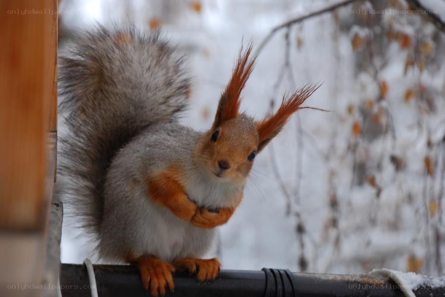Squirrel in winter