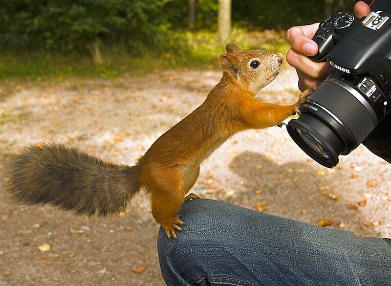 squirrel interacting with camera