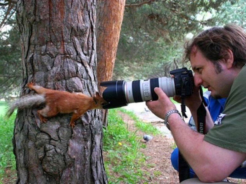 Squirrel investigates camera lens
