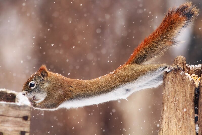 Squirrel Jumping in Snow — Brown, Active