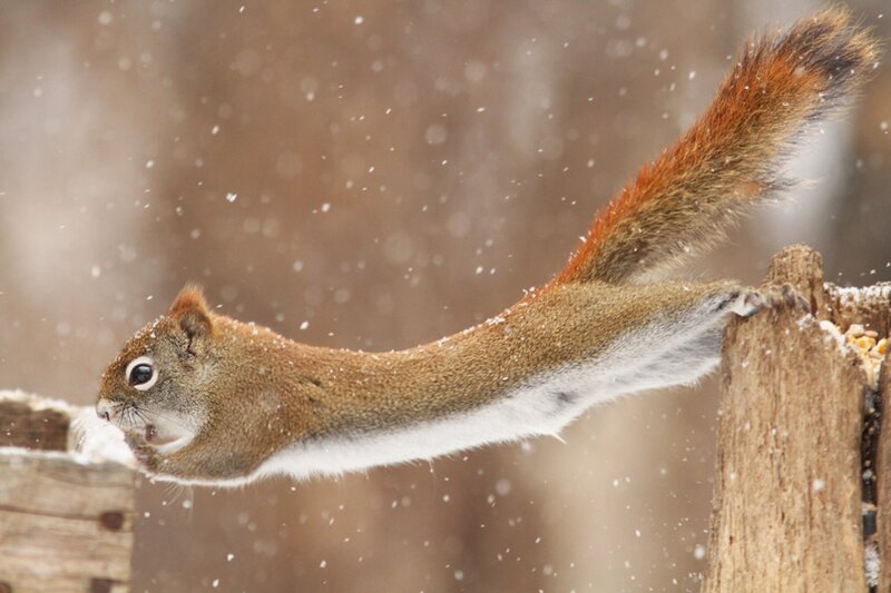 Squirrel Jumping in Snow — Brown