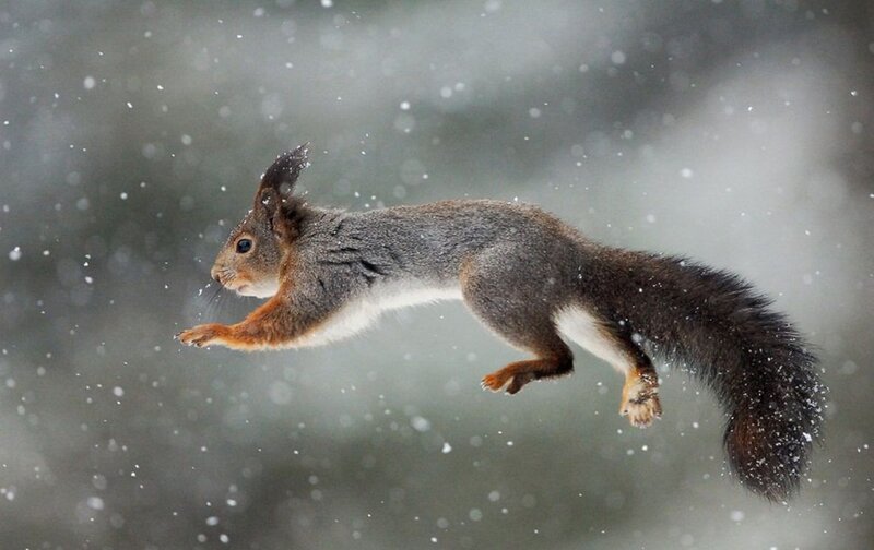 Squirrel Jumping in Snow — Gray