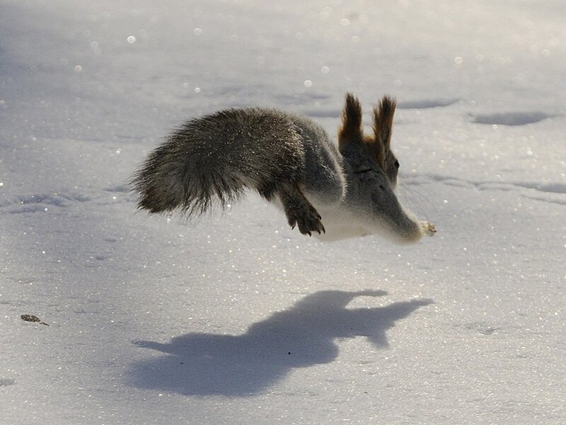 squirrel jumping in snow