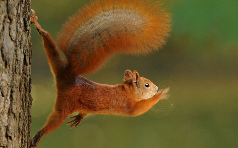 Squirrel leaping from tree