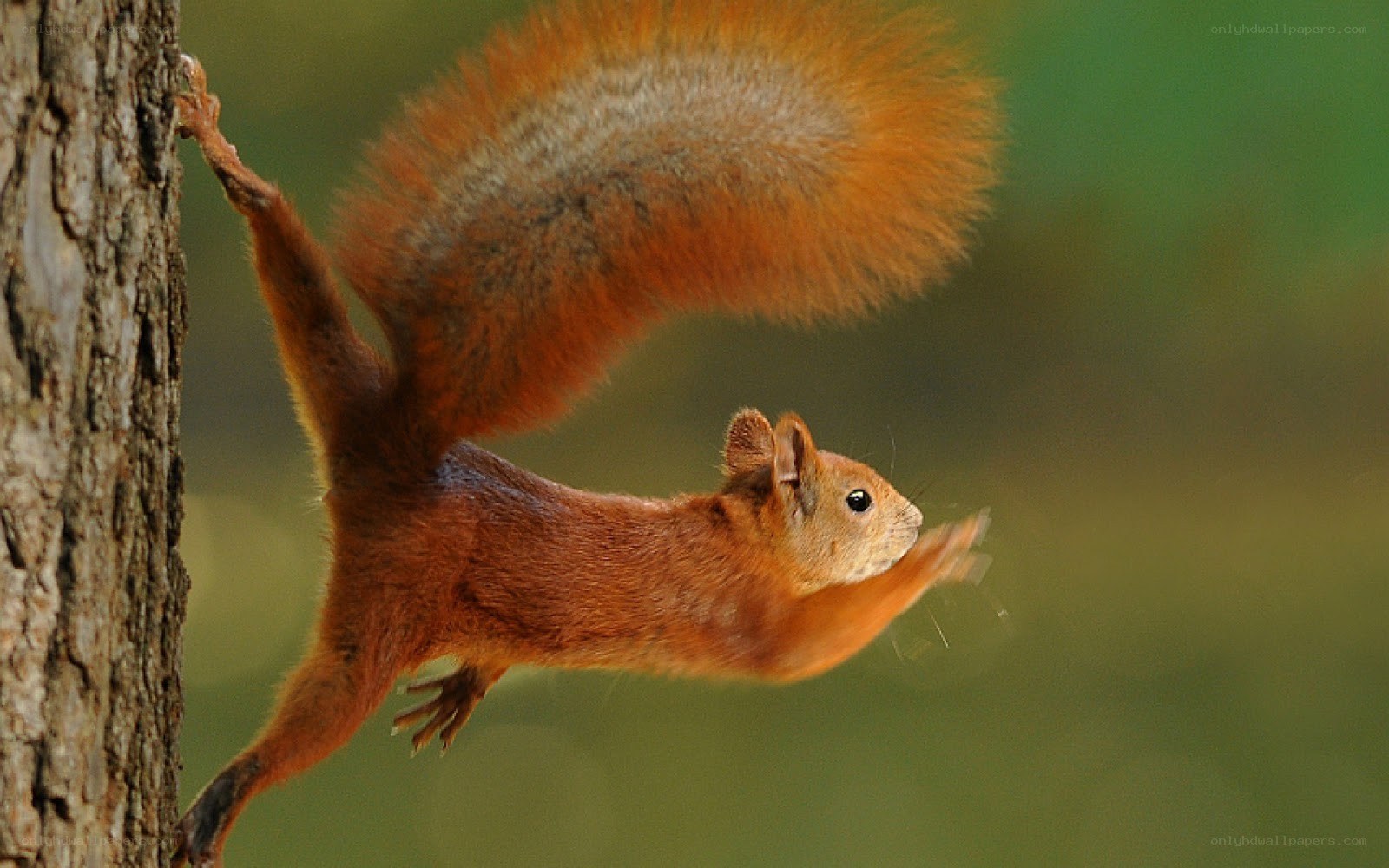 Squirrel leaping from tree