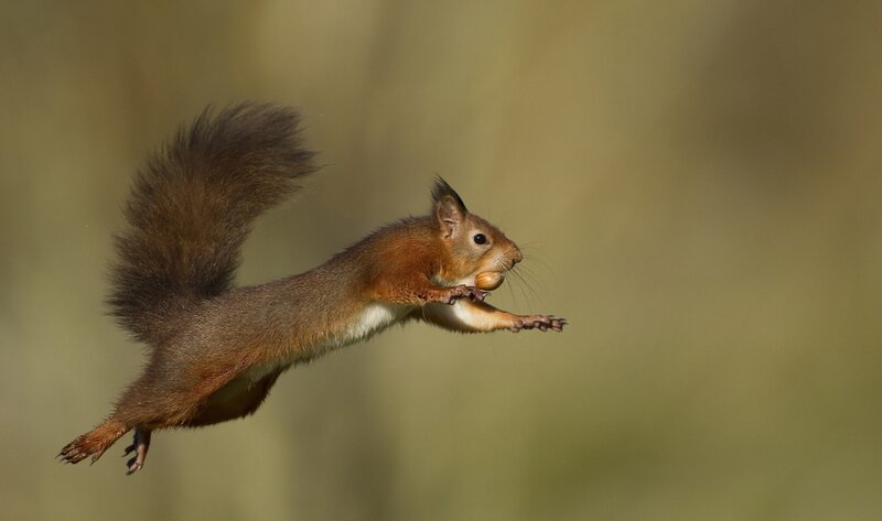 Squirrel leaping with nut