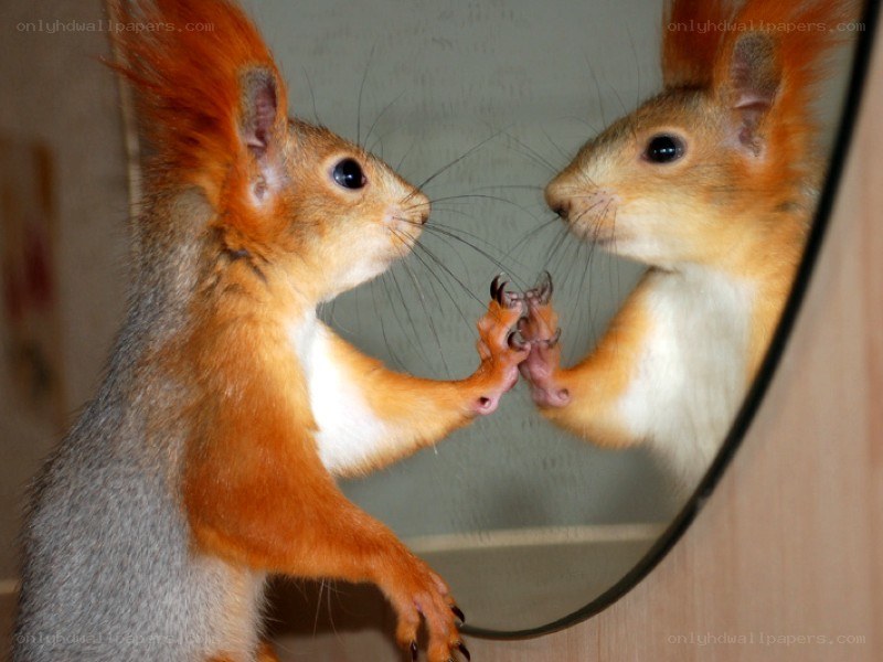 squirrel looking in mirror