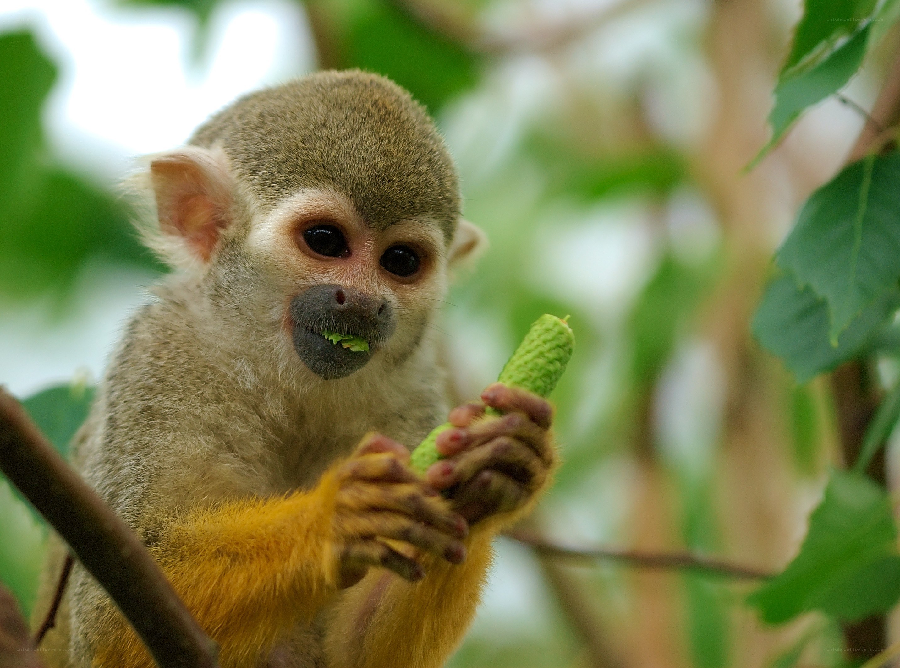 Squirrel monkey eating a fruit