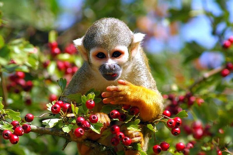 Squirrel monkey eating berries