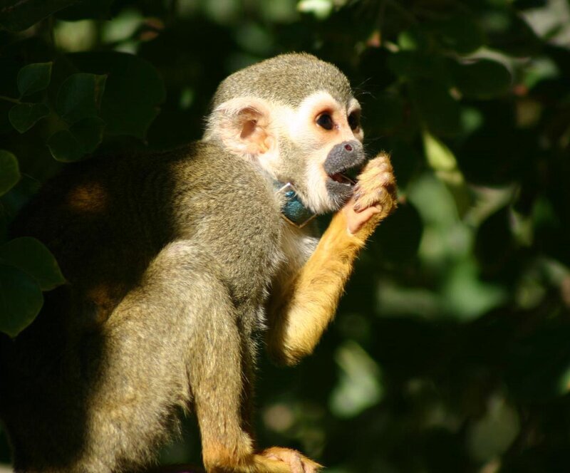 squirrel monkey eating in tree