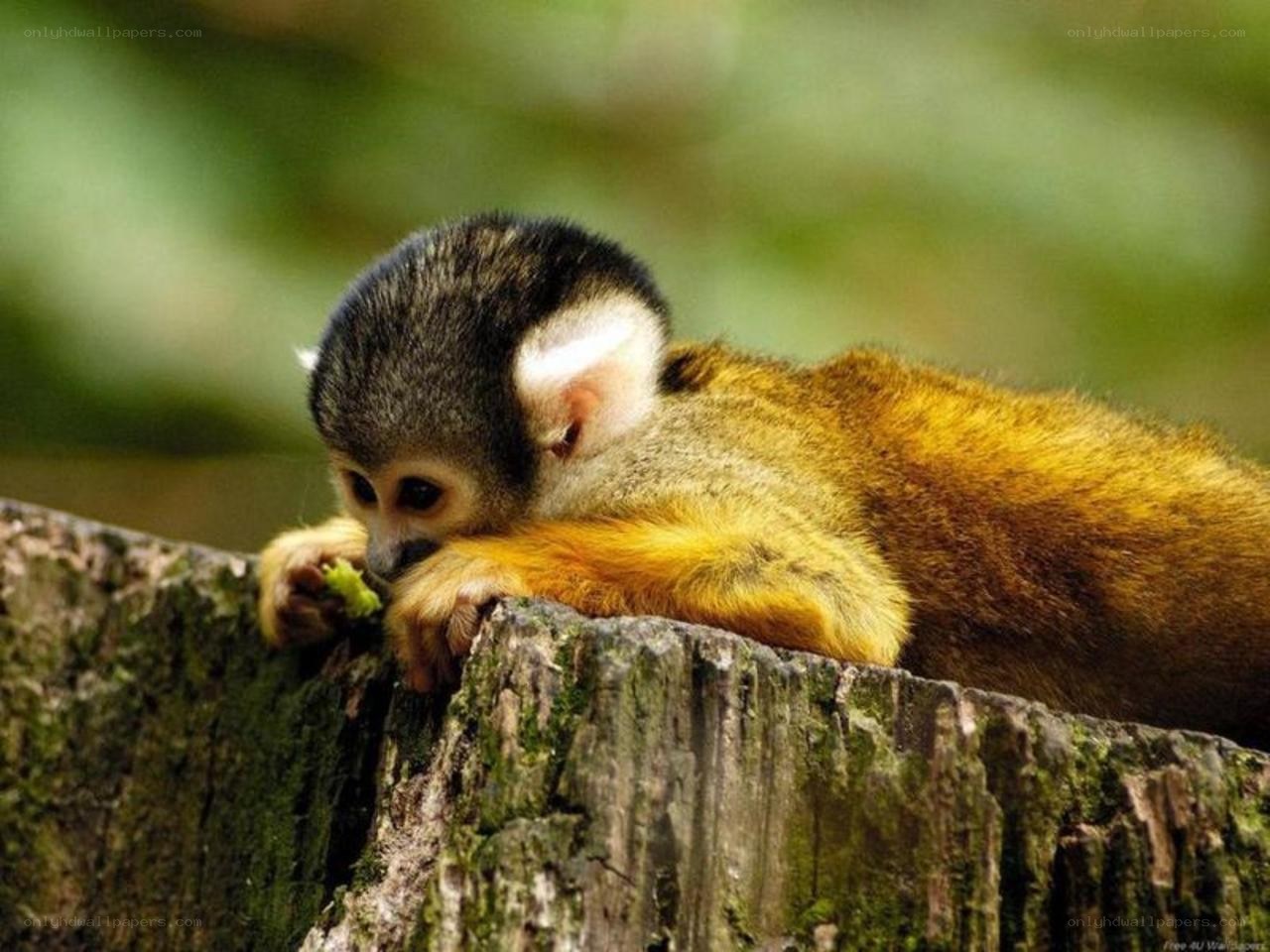 Squirrel monkey eating on a log