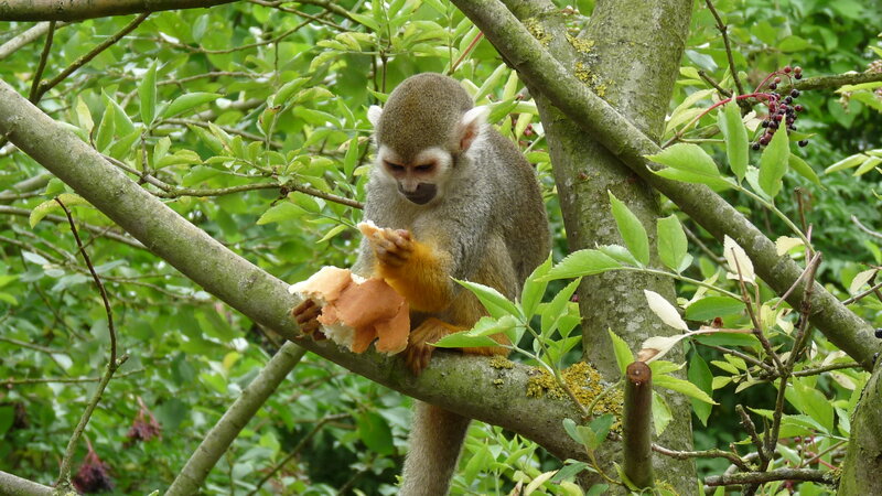 Squirrel Monkey Eating