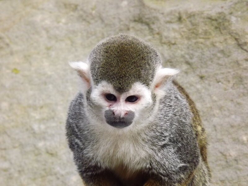 Squirrel Monkey — Gray