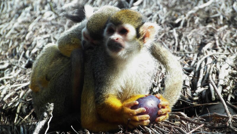 Squirrel Monkey Holding Fruit
