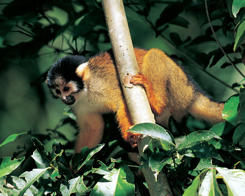 Squirrel monkey in forest