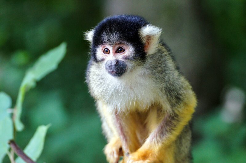 Squirrel monkey in forest