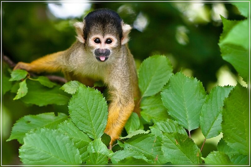 Squirrel monkey in green foliage