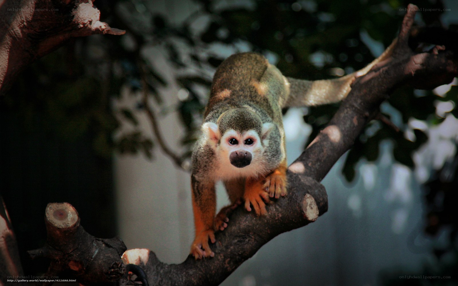 Squirrel monkey on a branch
