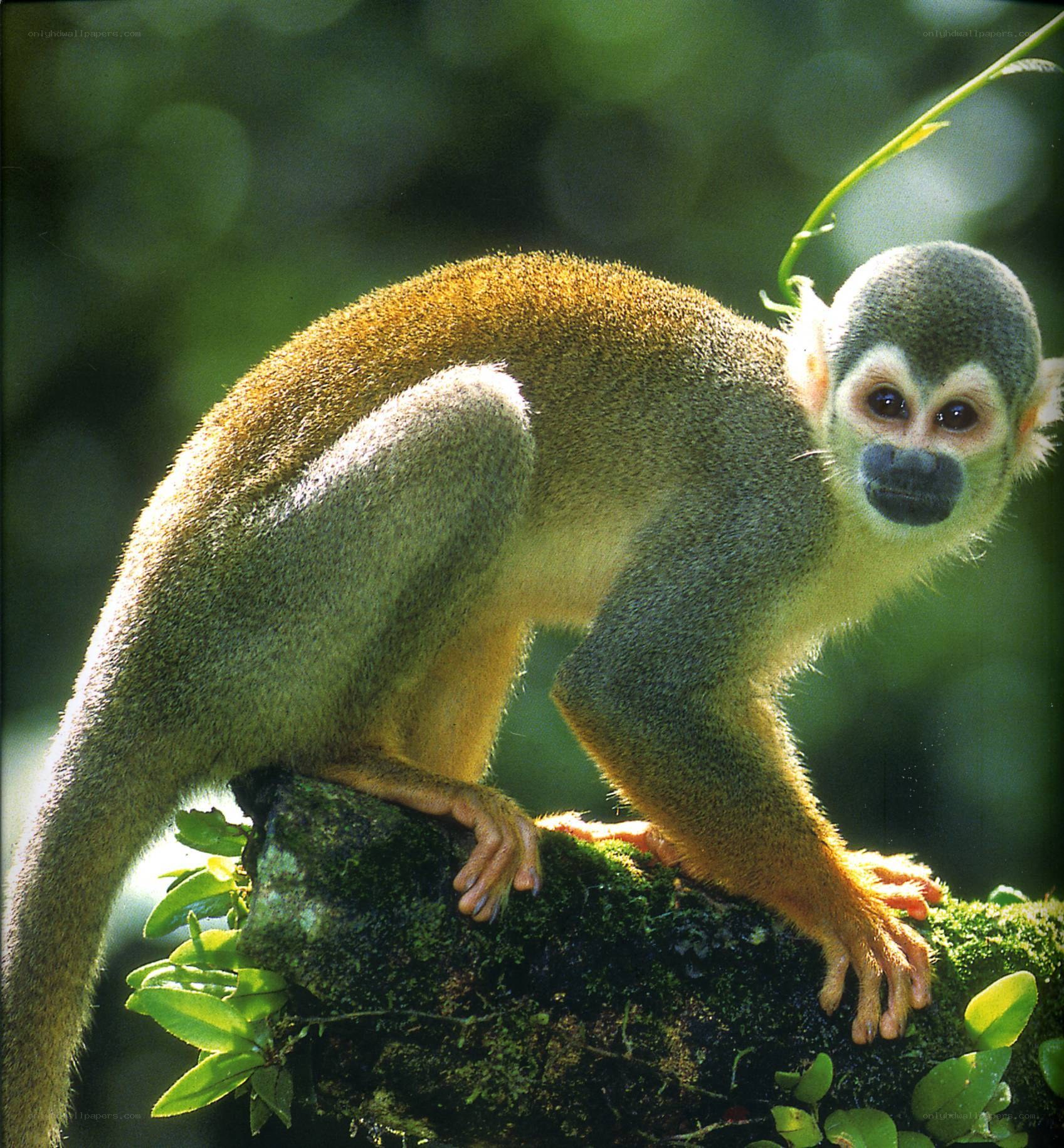 Squirrel monkey on a branch