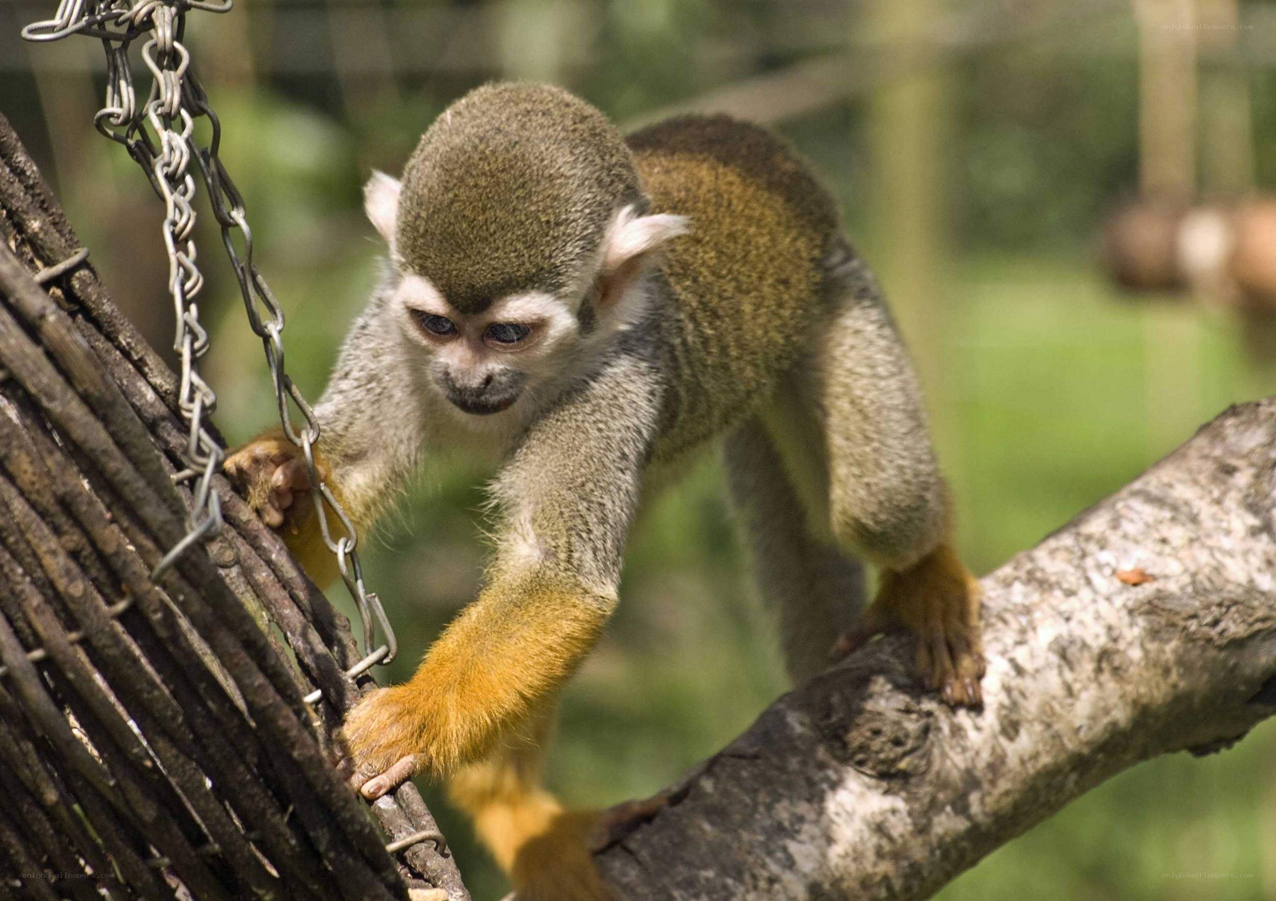 Squirrel monkey on a branch