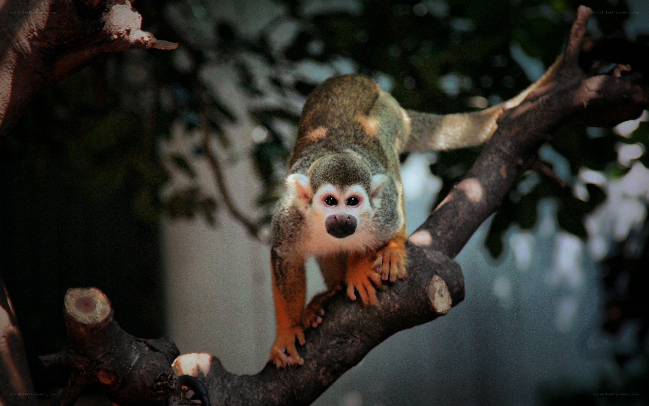 Squirrel monkey on a branch