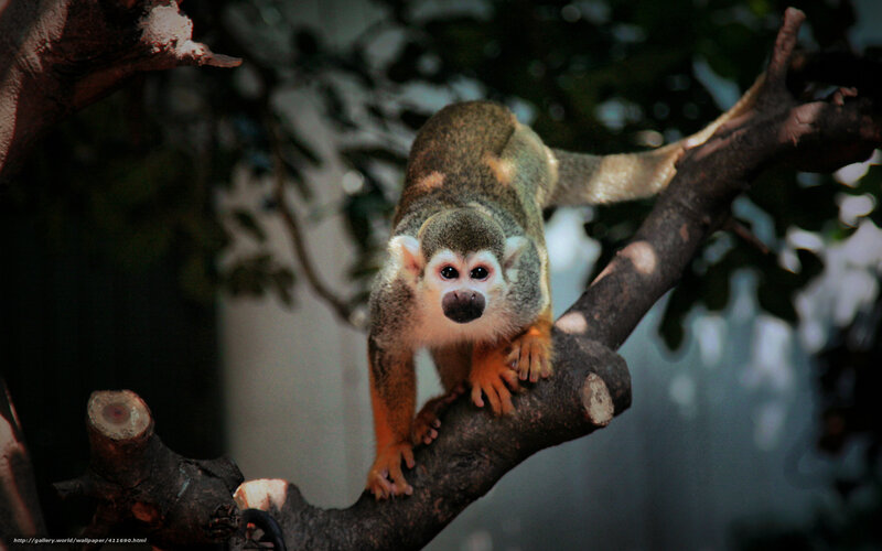 Squirrel Monkey on Branch — Brown, Natural, Photograph