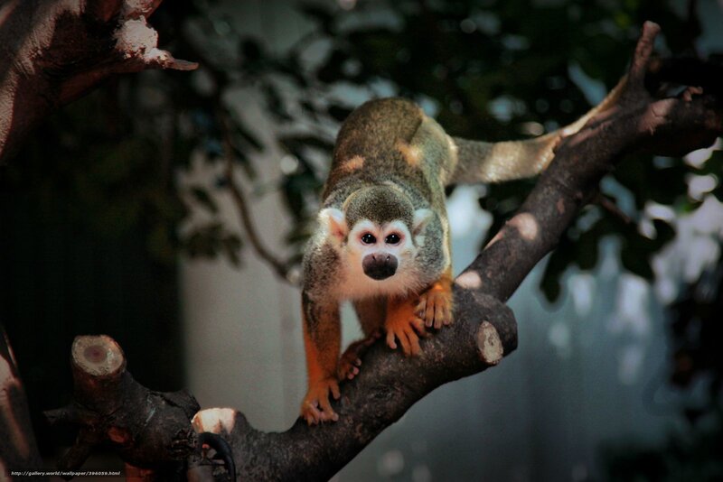 Squirrel Monkey on Branch — Brown, Natural